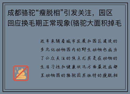 成都骆驼“瘦脱相”引发关注，园区回应换毛期正常现象(骆驼大面积掉毛)
